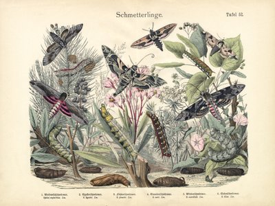Butterflies by German School